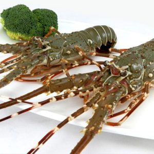Green Lobster 青龙虾