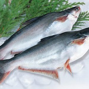 Patin Whole Cleaned 巴丁鱼