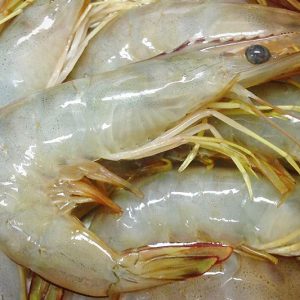 Sea White Prawn HOSO 海虾