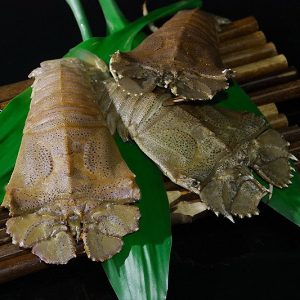 Slipper Lobster 虾婆