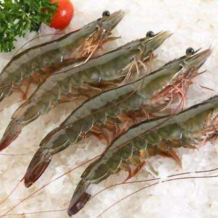 Crustaceans Prawn 虾类