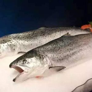 Whole Round Salmon Fish 三文鱼（只）